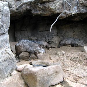 Desert Dome-Collard Peccaries