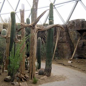 Desert Dome-Saguaro Cacti