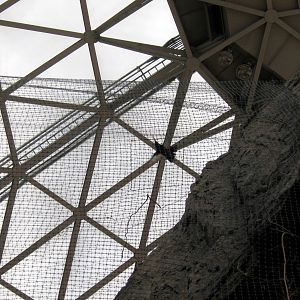 Desert Dome-Hummingbird