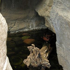 Desert Dome-Cinnamon Teals