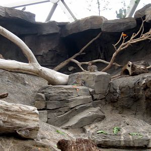 Desert Dome-Jackrabbit Exhibit