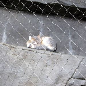 Desert Dome-Swift Fox