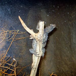 Desert Dome-Chuckwalla