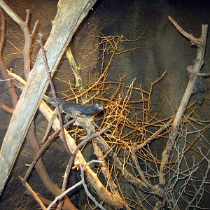 Desert Dome-Chuckwalla