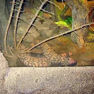 Desert Dome-Gila Monster