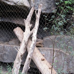 Desert Dome-Coati Exhibit