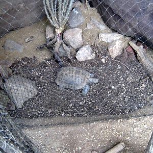Desert Dome-Desert Tortoies