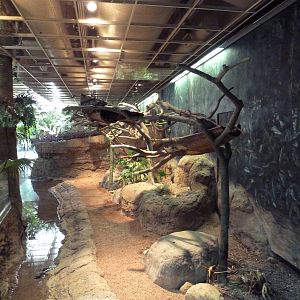 RainForest Building - Amazon River Basin - Prehensile-Tailed Porcupine/Two-