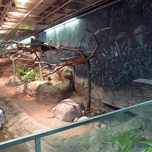 RainForest Building - Amazon River Basin - Prehensile-Tailed Porcupine/Two-