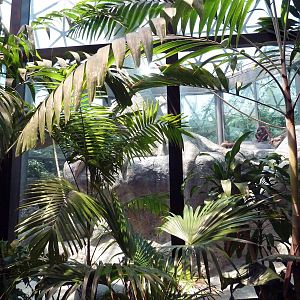 RainForest Building - Bornean Orangutan Exhibit