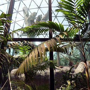 RainForest Building - Bornean Orangutan Exhibit