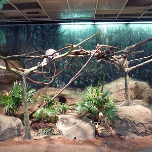 RainForest Building - Amazon River Basin - Prehensile-Tailed Porcupine/Two-