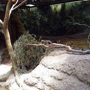 RainForest Building - Amazon River Basin - Agouti Exhibit