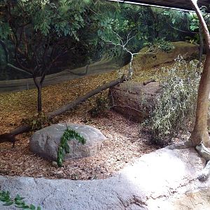 RainForest Building - Amazon River Basin - Agouti Exhibit
