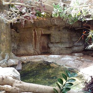 RainForest Building - Giant Anteater/Scarlet Macaw/Capybara Exhibit