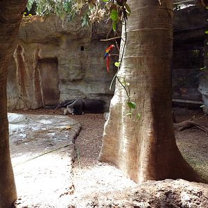 RainForest Building - Giant Anteater/Scarlet Macaw/Capybara Exhibit