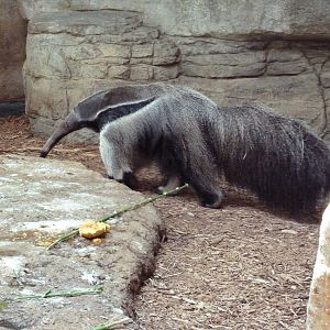 RainForest Building - Giant Anteater