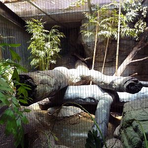 RainForest Building - Ocelot Exhibit