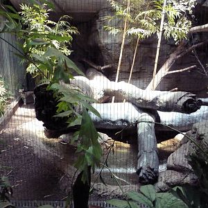 RainForest Building - Ocelot Exhibit