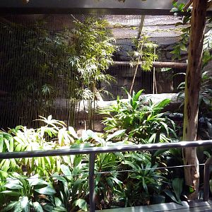 RainForest Building - Ocelot Exhibit