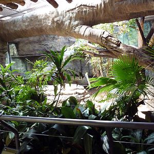 RainForest Building - Ocelot Exhibit