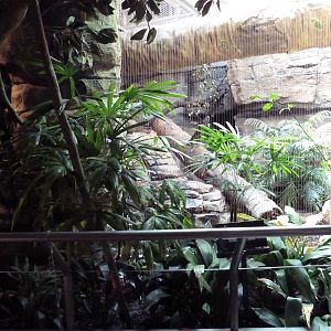 RainForest Building - Fishing Cat Exhibit