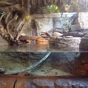 RainForest Building - Fishing Cat Exhibit