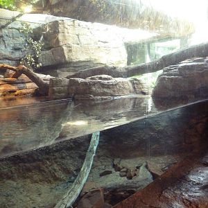 RainForest Building - Fishing Cat Exhibit