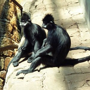 RainForest Building - Francois Langurs