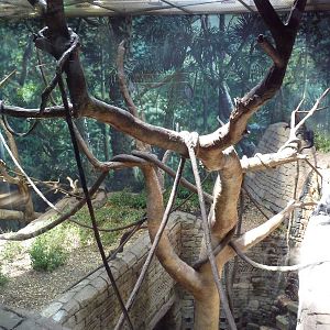 RainForest Building - Francois Langur/Prevost's Squirrel Exhibit