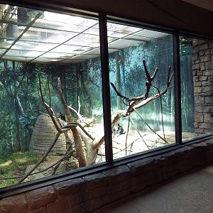 RainForest Building - Francois Langur/Prevost's Squirrel Exhibit