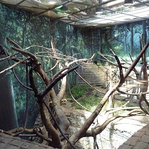 RainForest Building - Francois Langur/Prevost's Squirrel Exhibit
