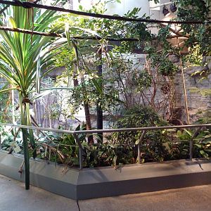 RainForest Building - Larger Malaysian Chevrotain Exhibit