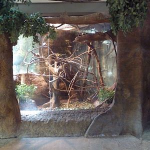 RainForest Building - Prevost's Squirrel Exhibit