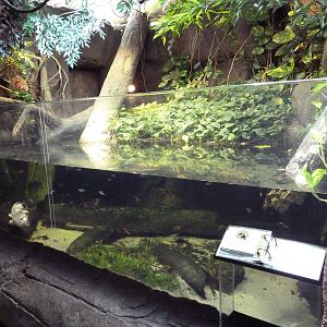RainForest Building - Turtle/Fish Exhibit