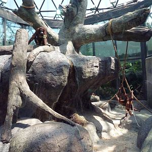 RainForest Building - Bornean Orangutan Exhibit