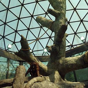 RainForest Building - Bornean Orangutan Exhibit