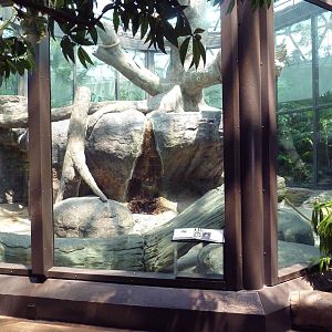 RainForest Building - Bornean Orangutan Exhibit