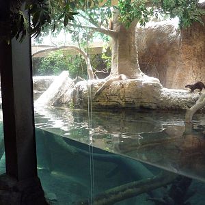 RainForest Building - Asian Small-Clawed Otter Exhibit