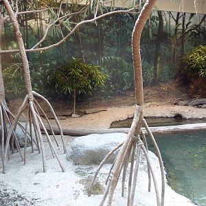 RainForest Building - Asian Small-Clawed Otter Exhibit