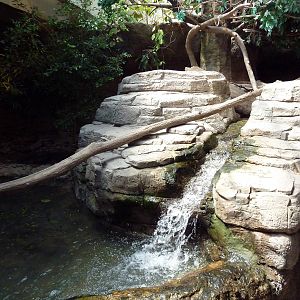 RainForest Building - Asian Small-Clawed Otter Exhibit