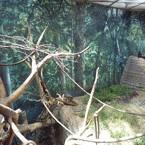RainForest Building - Francois Langur/Prevost Squirrel Exhibit
