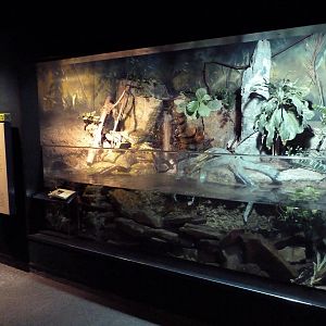 RainForest Building - African Pond Exhibit