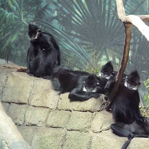RainForest Building - Francois Langurs