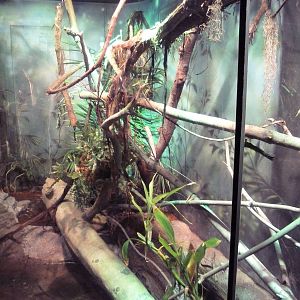 RainForest Building - Fiji Island Banded Iguana Exhibit