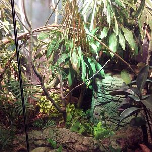 RainForest Building - Green Tree Monitor Exhibit