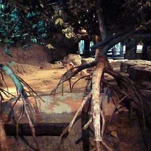 RainForest Building - Indian-Crested Porcupine/Mouse Deer Exhibit