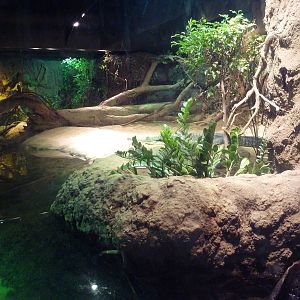 RainForest Building - Gharial/Turtle Exhibit
