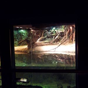 RainForest Building - Gharial/Turtle Exhibit