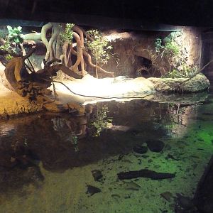 RainForest Building - Gharial/Turtle Exhibit